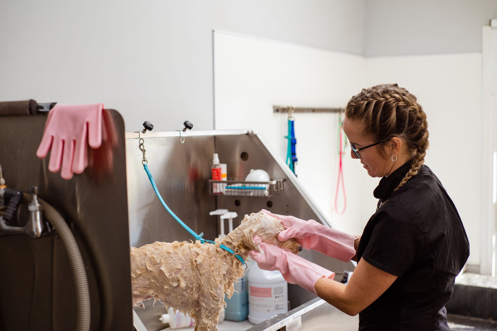 A professional groomer washing a curly-haired dog at a grooming salon