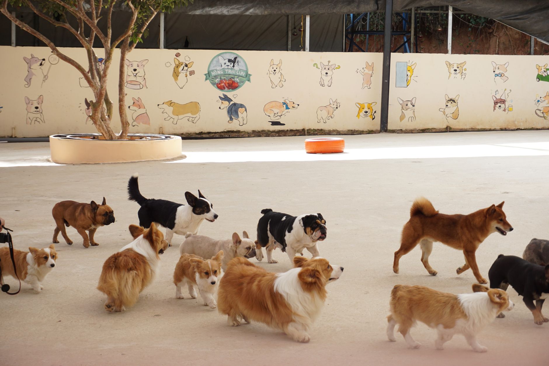 Group of dogs playing together at a pet daycare facility