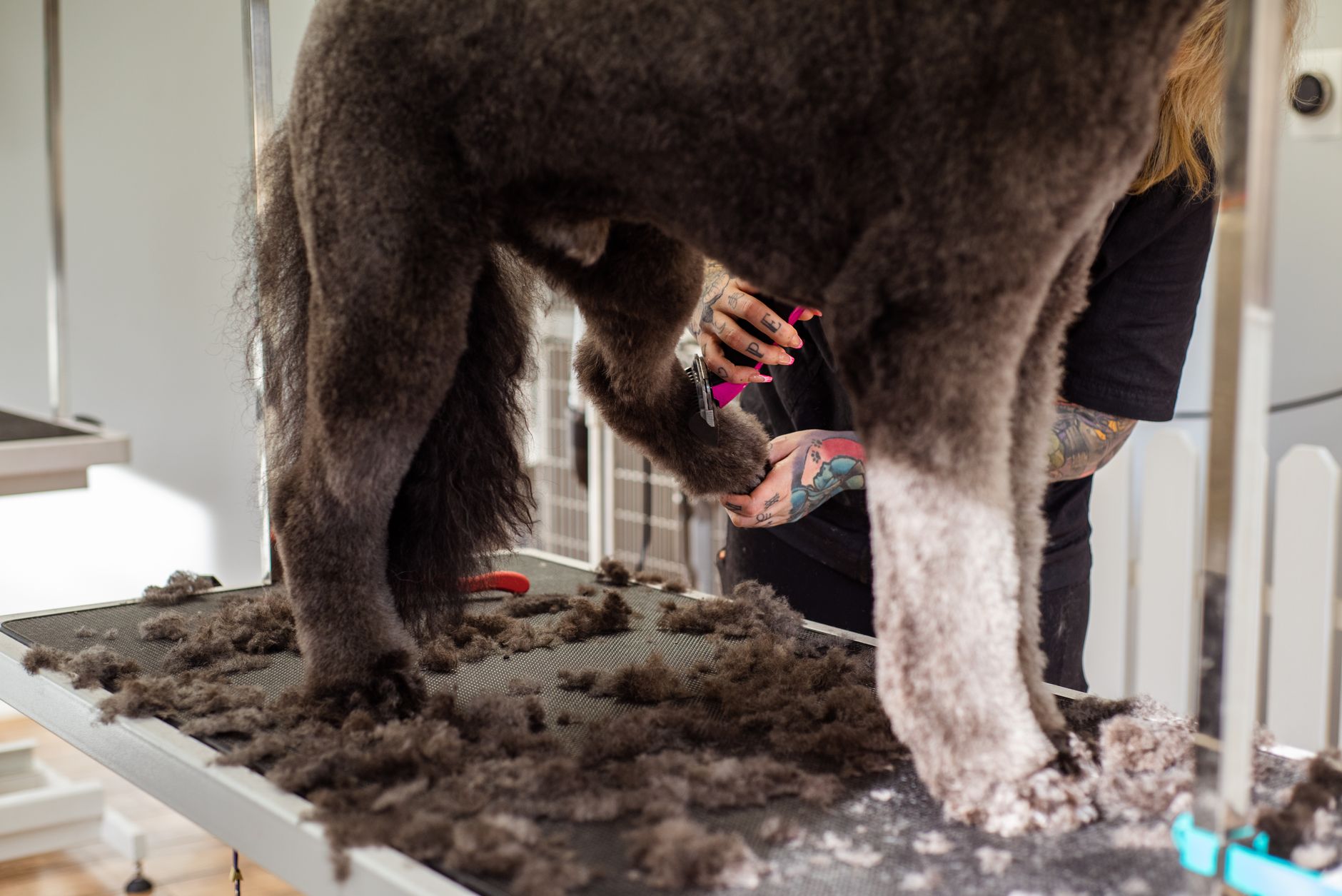 Groomer brushing a dog's coat at a grooming table