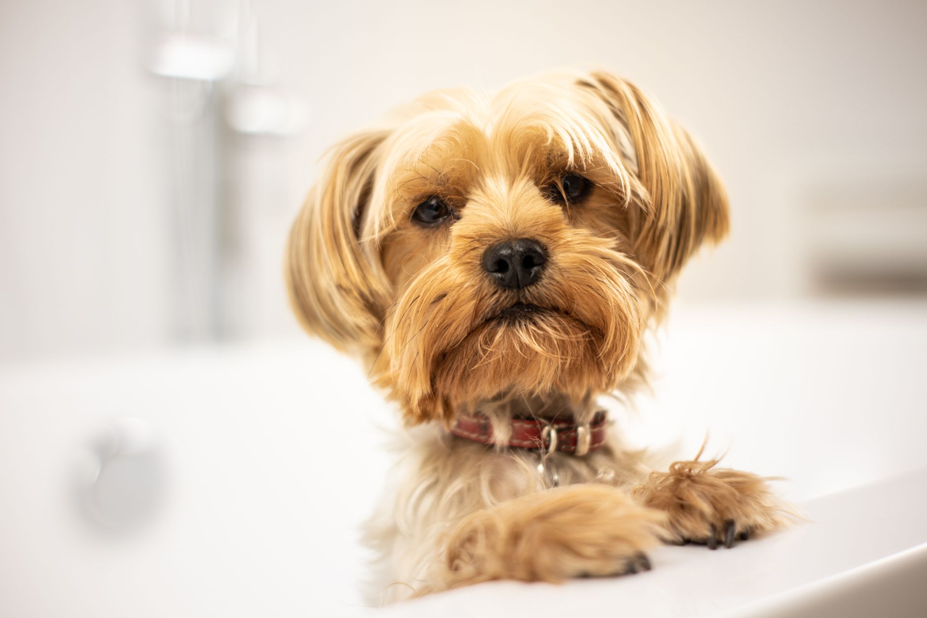 Small terrier sitting in a bath during a wash