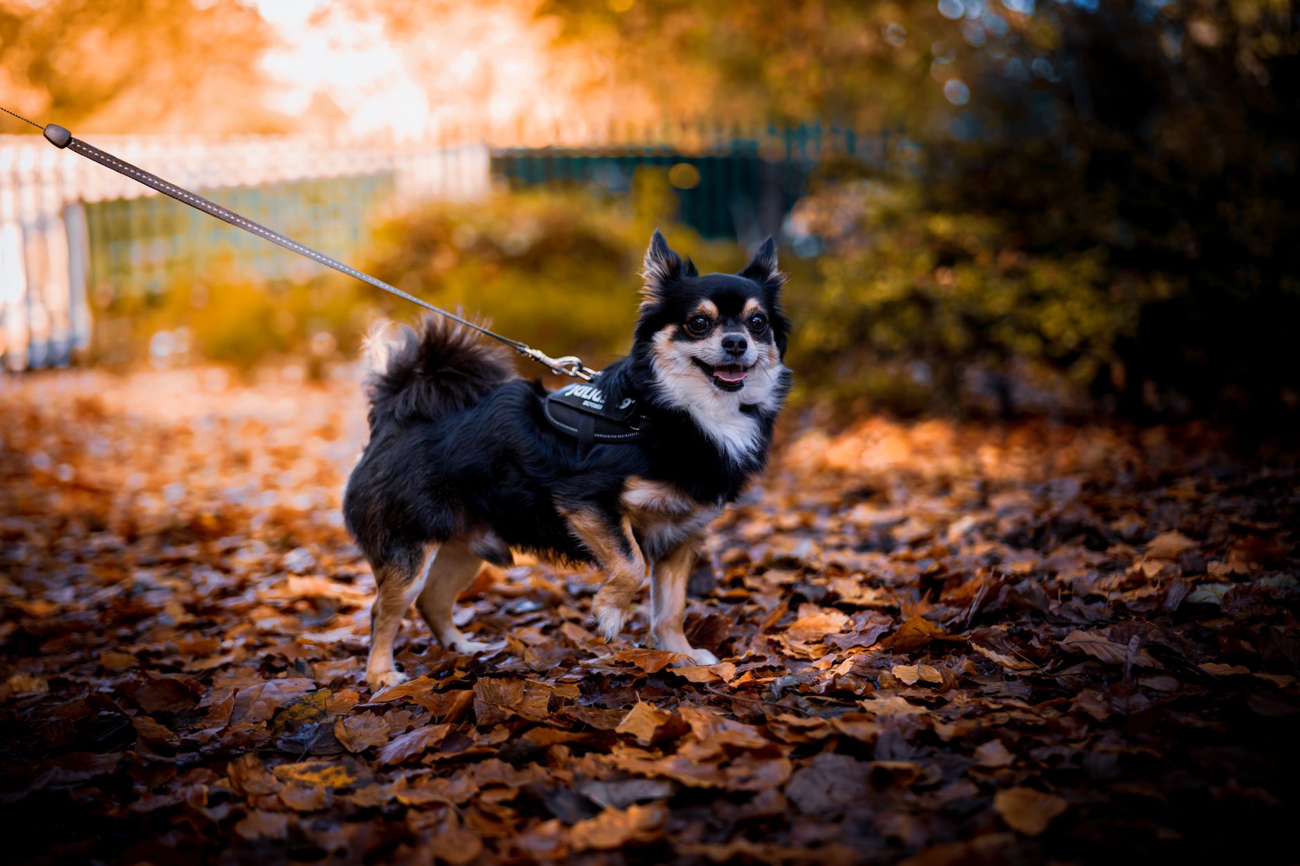 Small dog on a leash walking through autumn leaves outdoors