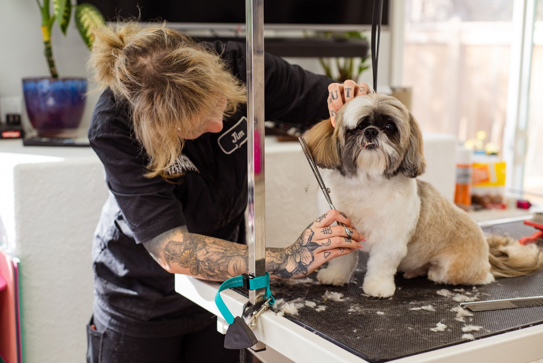 Groomer trimming a Shih Tzu with scissors in a salon
