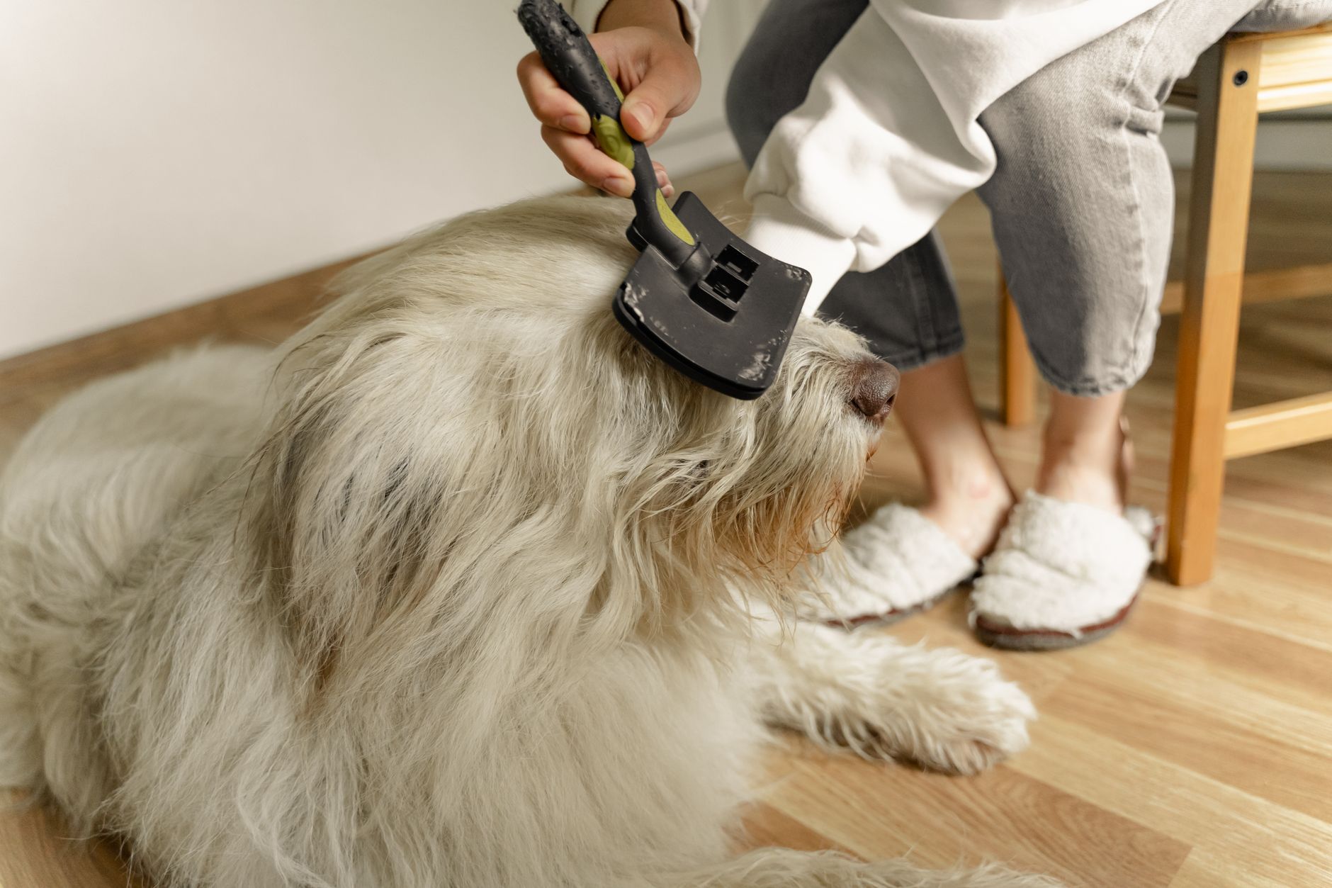 Person brushing a large fluffy dog's fur indoors