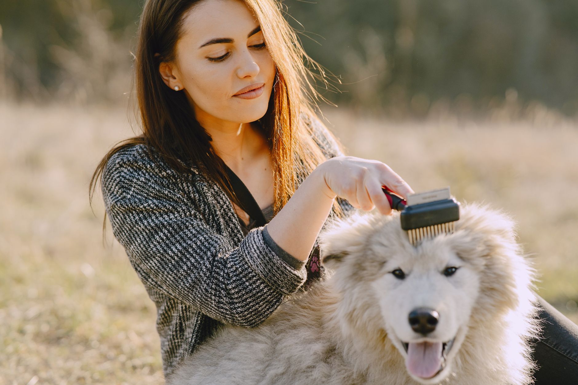 Woman brushing her fluffy dog outdoors in a sunlit field