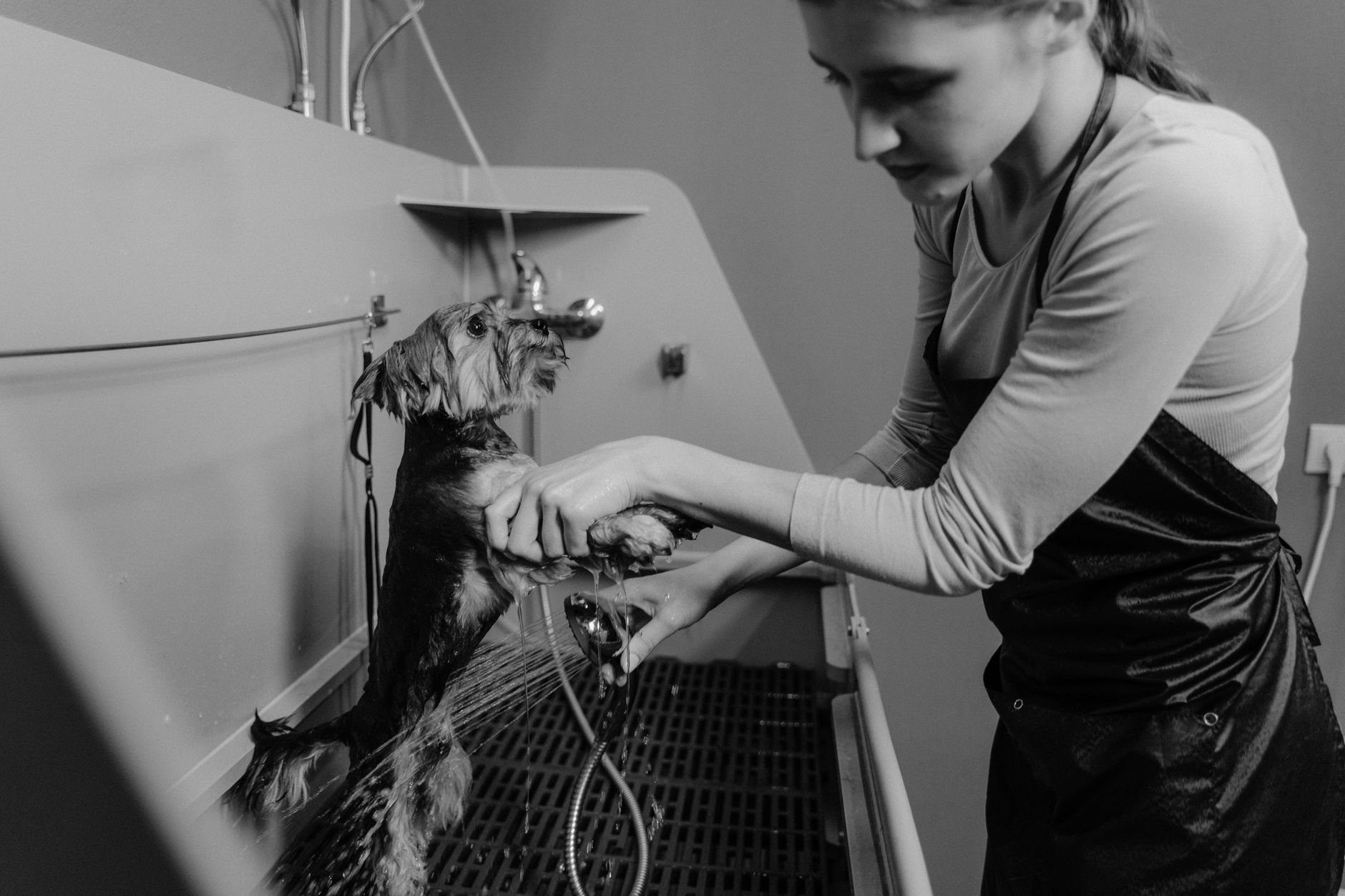 Groomer washing a small dog in a grooming salon tub
