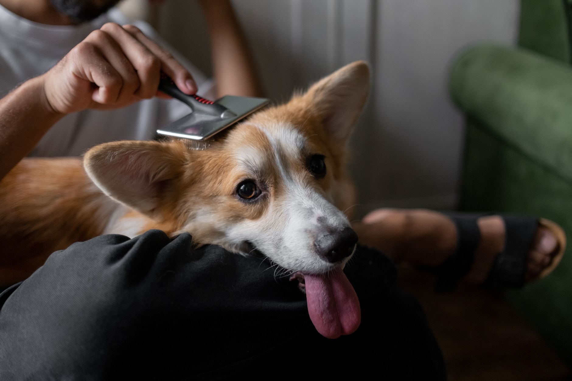 Man brushing a corgi at home between grooming visits