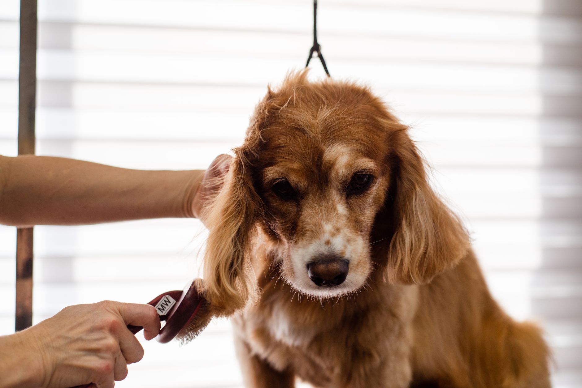 A Cocker Spaniel dog being groomed indoors by a professional groomer