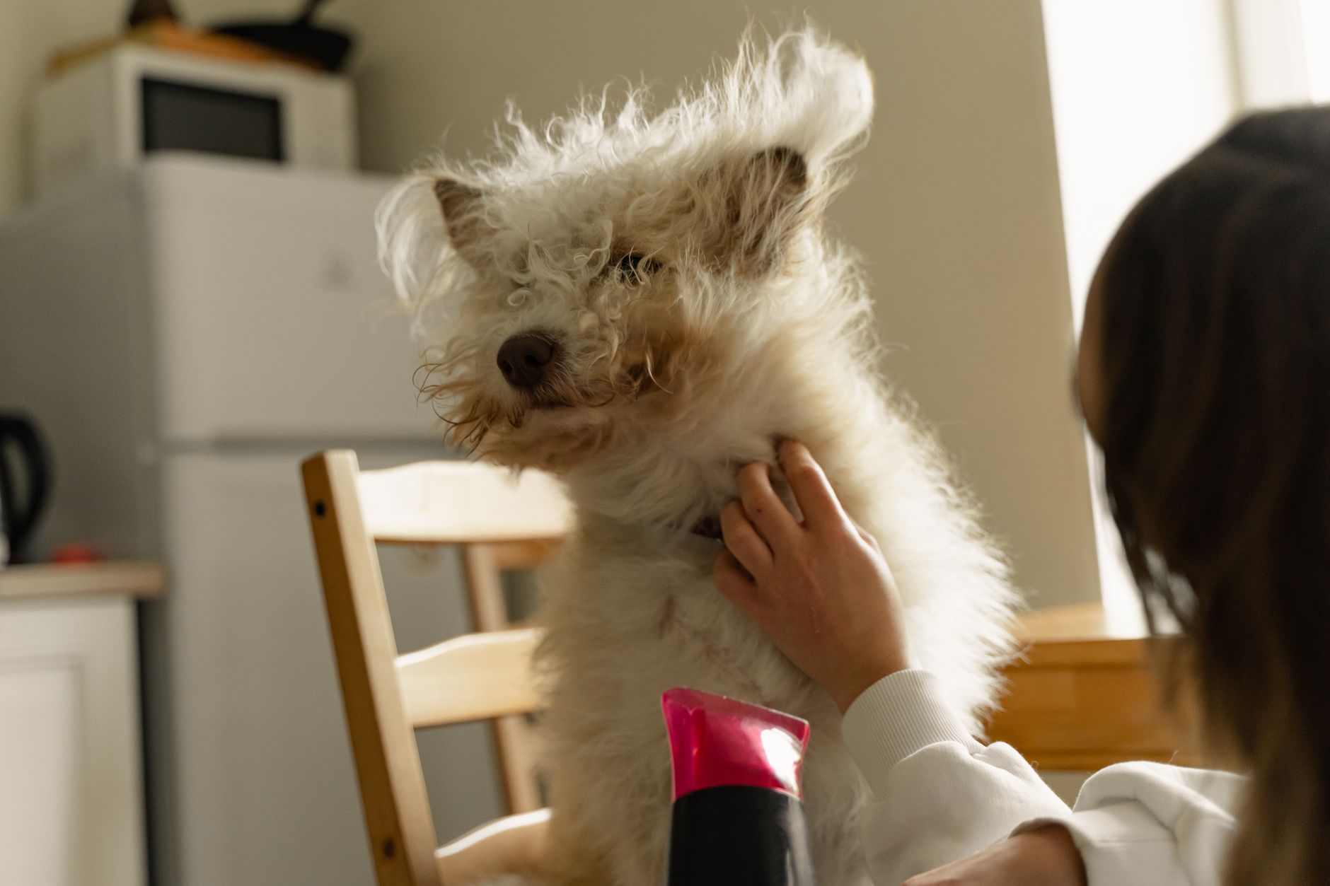 Fluffy dog being blow-dried at home