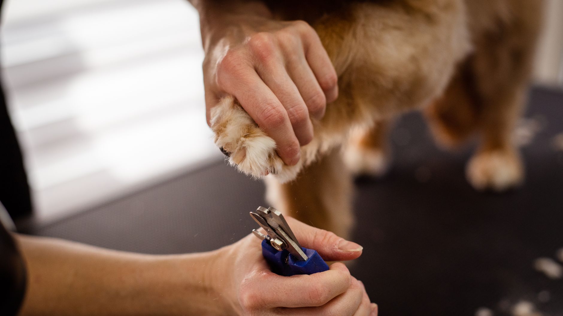 Close-up of a groomer trimming a dog's nails with precision scissors