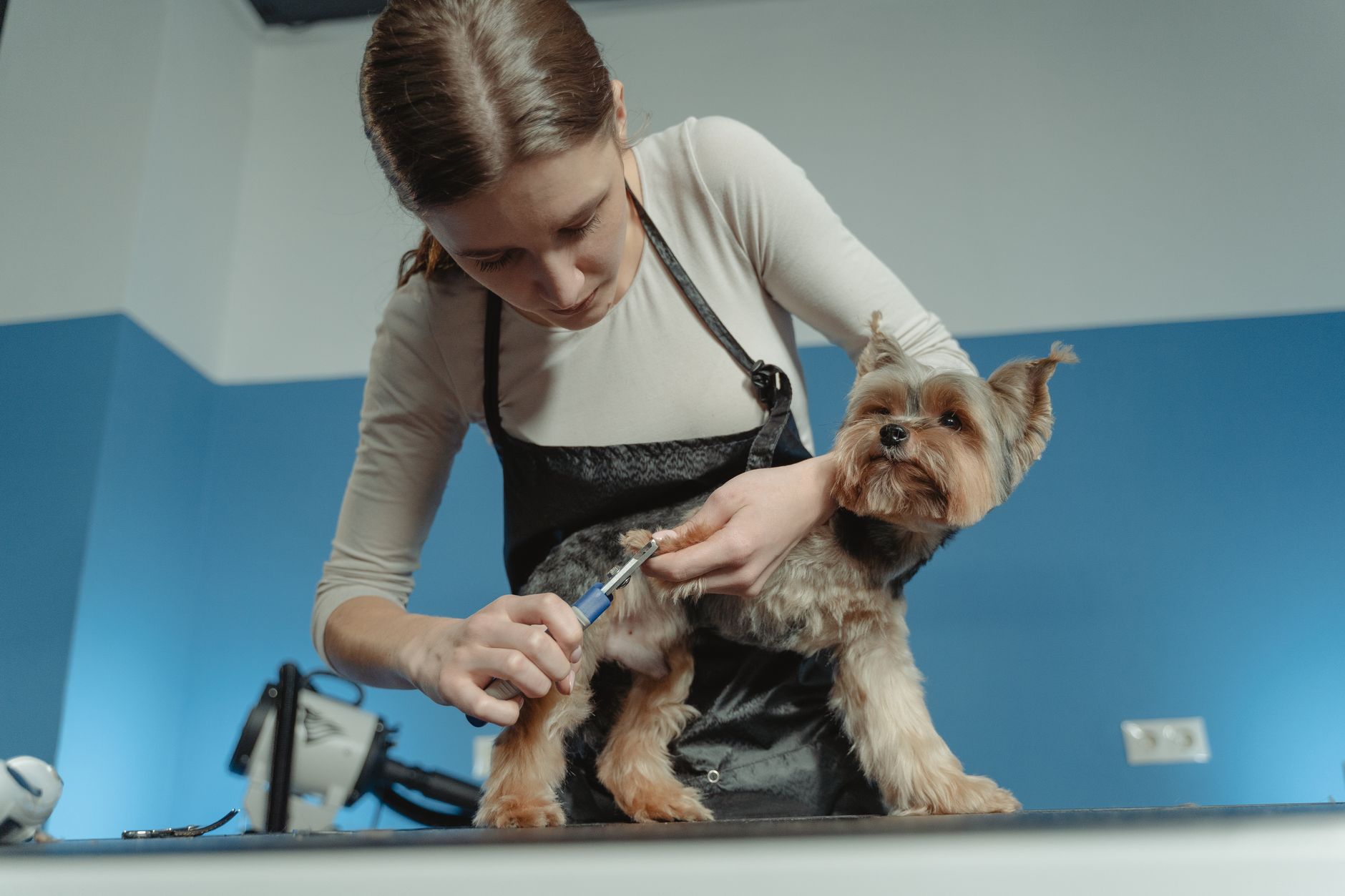 A groomer trims a terrier's fur in an indoor grooming salon