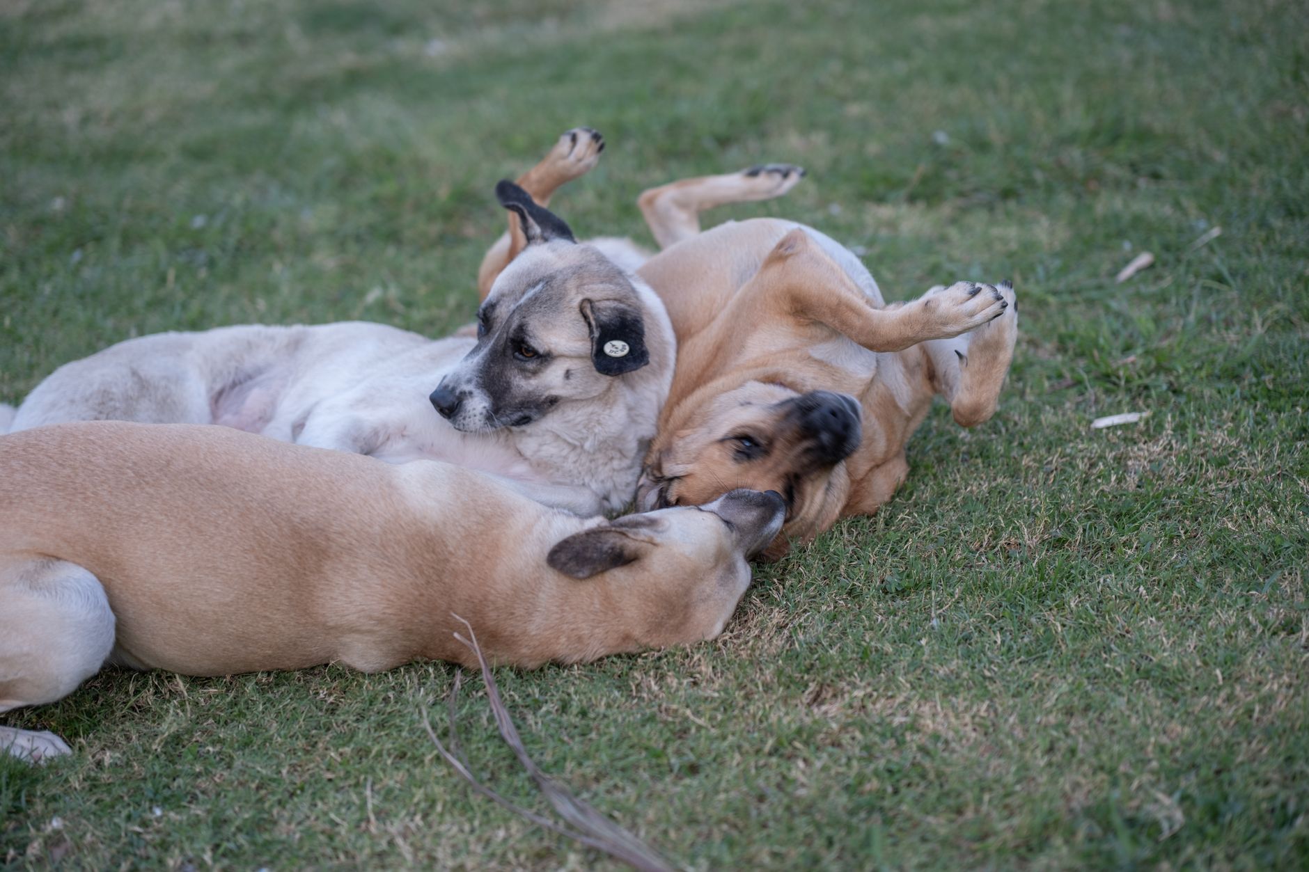 Three dogs playing together on a lawn at a daycare